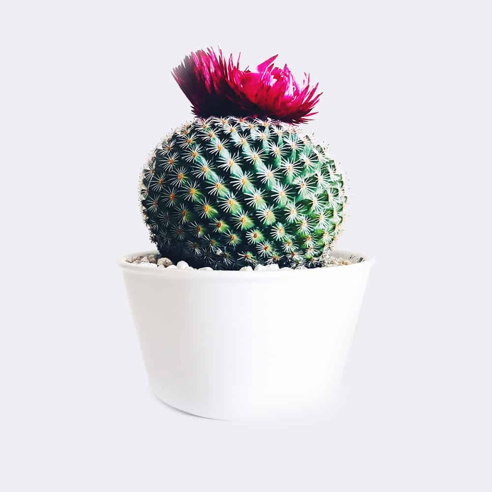 Főoldal cactus4 free img